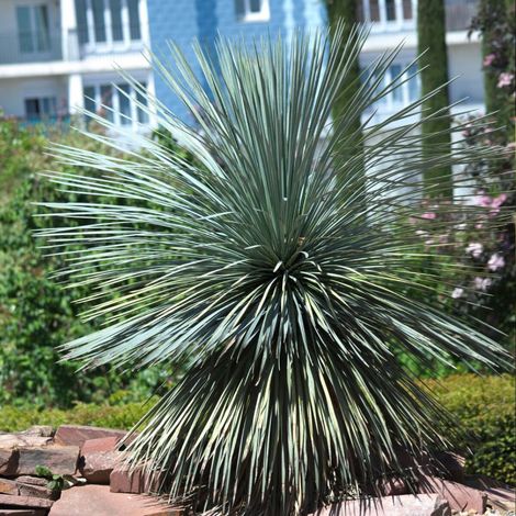 Yucca rostré rostrata/Pot de 7,5L - 40/60 cm (1/4)