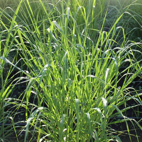 Panic érigé - Panicum virgatum godet 9cm (1/2)