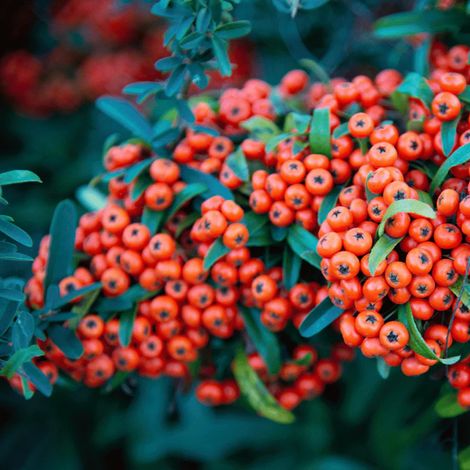 Piracanta arancio scuro "Pyracantha coccinea Mohave" Agazzino pianta da siepe sempreverde in vaso ø8 cm bio h 40/70 cm