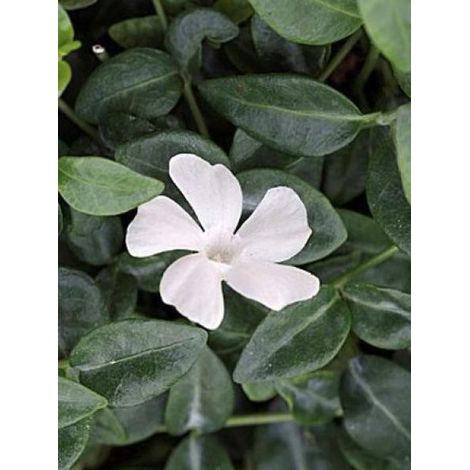 Petite pervenche 'Elisa'® Godet de 8/9 cm