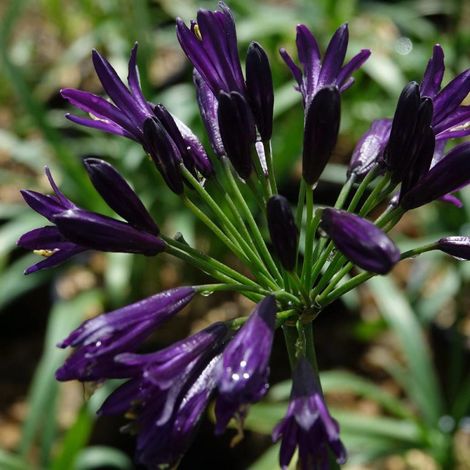 Agapanthe Pitchoune® Violet 'Mill04' – Hauteur 50 cm – Feuillage vert profond – Floraison abondante en pot de 4L (1/4)