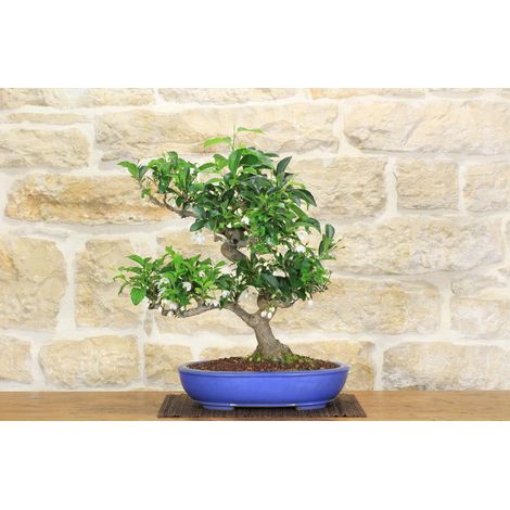 Bonsai di Stirax (6) (1/5)