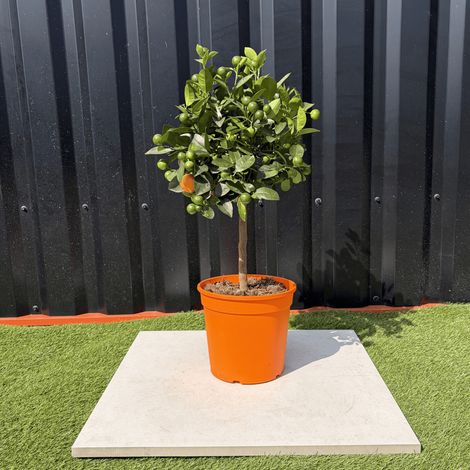 Calamondin Citrus Mitis Hauteur 80 cm (1/4)