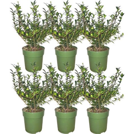 Haie de Houx Japonais Ilex crenata 'Jenny' Persistant Vert Foncé Lot de 6 Plantes pour 1m - PANGIVO (1/3)