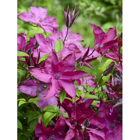 Clématite integrifolia 'Saphyra Nancy' Pot de 2L/3L