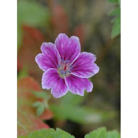 Géranium vivace noueux 'Clos Du Coudray' Godet de 8/9 cm (1/2)