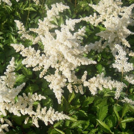 4 x Astilbe d'Arends 'Brautschleier 'Brautschleier' - godet 9x9