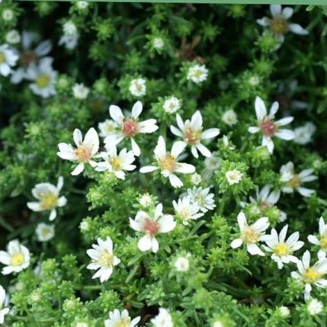Aster d'automne Snowflurry, Aster ericoides/Godet - 5/20 cm