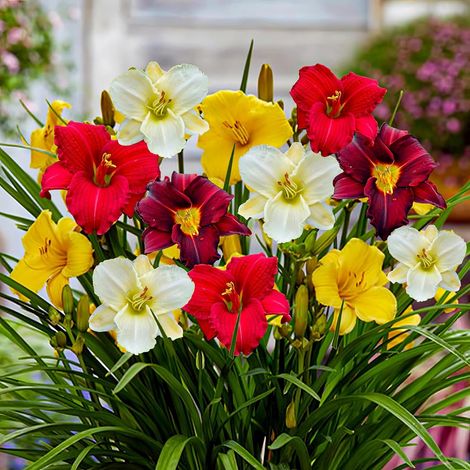 Hémérocalle rustique - Plante d'extérieur - Hemerocallis - Plante de jardin - Lot de 5 - Multicolore (1/5)