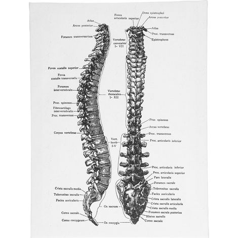 Retro-Anatomie-Leinwandbild – Dekorative Wanddekoration für Arztpraxis, Schlafzimmer oder Klassenzimmer – Modell B (1/5)