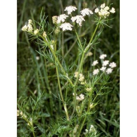 Cumin des près, Anis des Vosges Godet de 8/9 cm (1/5)
