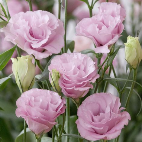 1000 Lisianthus Samen Rosa (Lucita) – Gefüllte Eustoma Blüten, Ideal für Topf und Garten (1/5)