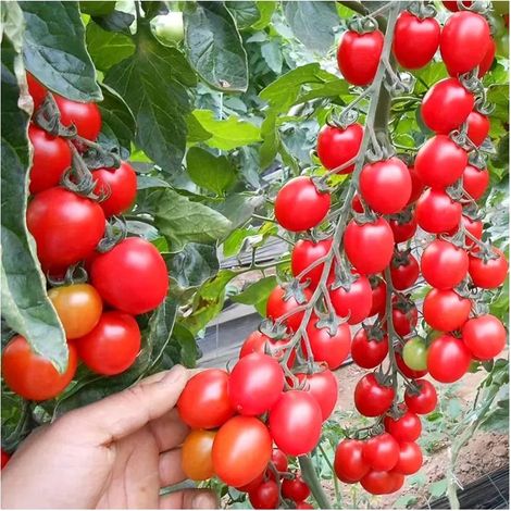 Tomates Cerises Rouges 1000 Graines – Heirloom Non OGM – Indéterminée – Jardin et Salade (1/5)