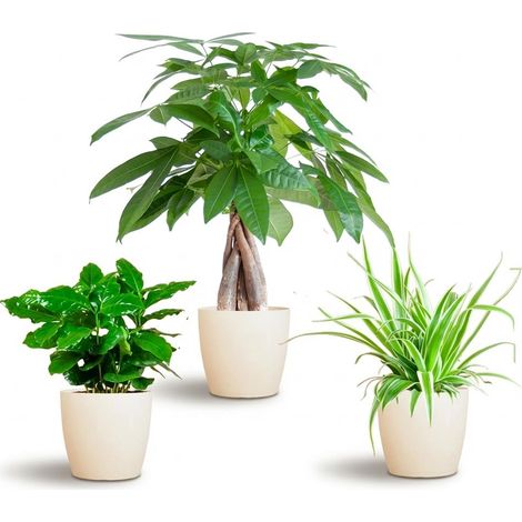 Mix de Plantes Vertes d'Intérieur Non Toxiques avec 3 Pots Décoratifs Blancs Ø12 cm - PANGIVO (1/3)