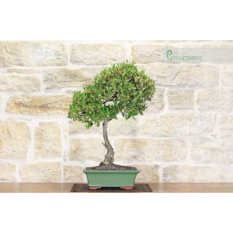 Bonsai di Phillyrea (12) (1/4)