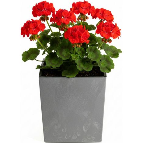 Flore Grauer Betonblumentopf, H 30,5 x 29,5 x 29,5 cm