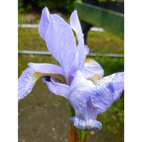 Iris de Sibérie 'Blue Moon' Godet de 8/9 cm (1/2)