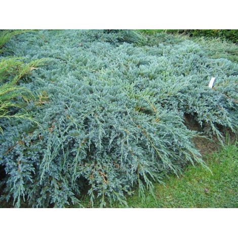 Ginepro cinese "Juniperus chinensis Blue Alps" pianta tappezzante in vaso 9