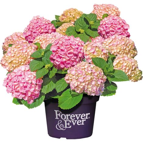 Hortensia Forever&Ever® Rose, Hydrangea macrophylla/Pot de 5L - Touffe