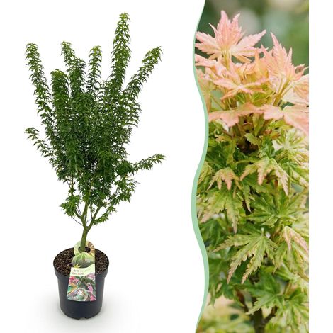 Érable du Japon Acer Palmatum Koto Hime - Plante de Jardin Verte - Pot de 26cm - Hauteur 90cm - PANGIVO (1/5)