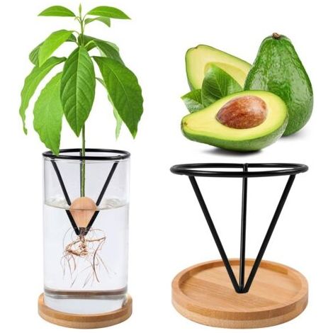 BUNTHAUS Vase de démarrage en verre pour germination de glands – Kit de culture de glands avec base, terrariums hydroponiques pour décoration d'intérieur, cadeau inhabituel pour les amateurs de