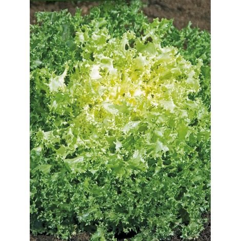 Chicorée frisée 'Wallonne race Lorca' le sachet de 2400 graines (4g) (1/2)