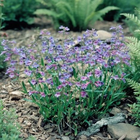 Penstemon virens/Lot de 3 godets