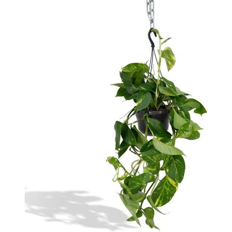 Epipremnum Aureum (Scindapsus) Plante d’intérieur grimpante ou retombante Pot 15 cm Hauteur 25 cm - PANGIVO (1/5)