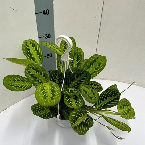 Plante Verte d'Intérieur Maranta Leuconeura Fascinator Lemon Lime en Pot Suspendu Ø15 cm H40 cm - PANGIVO