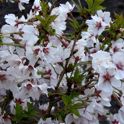 Cerisier du Japon - Prunus nipponica 'Brillant' - 60-80 cm pot (1/4)