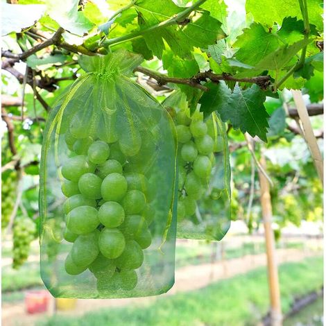 100 pièces Sac de protection de Grappes de Raisin, taille: 30 x 20 cm, couleur: vert, avec cordon, donne protection totale contre les guêpes, les oiseaux, Matériau: Organza (1/5)