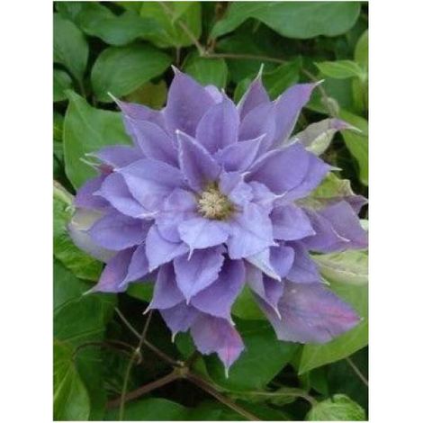 Clématite 'Yvette Houry' Pot de 1,5L/2L (1/2)