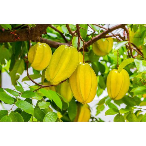 Averrhoa Carambola greffé
