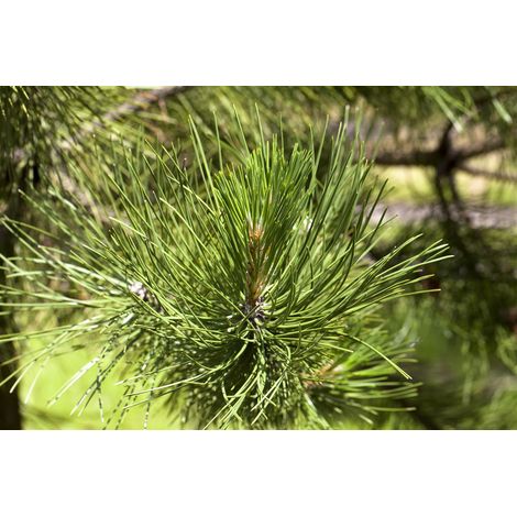 Schwerin-Kiefer 'Wiethorst' Pinus schwerinii 'Wiethorst' C 5 40- 50