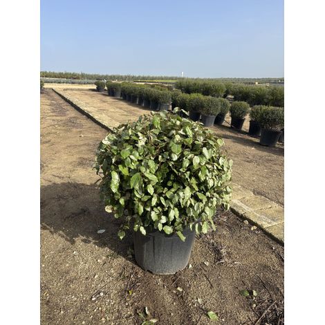 ELEAGNUS EBBINGEI COMPACTA PALLA 55 (1/4)