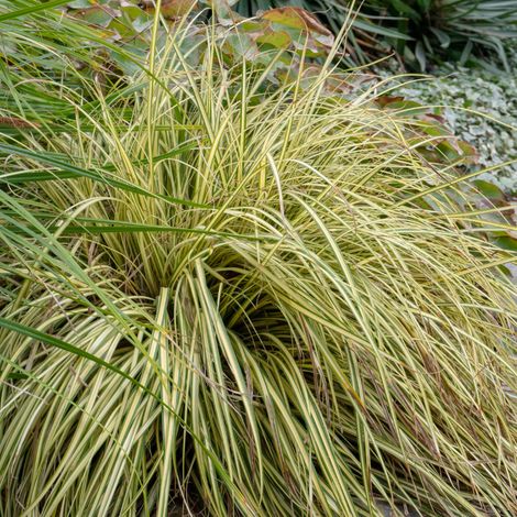 Laîche glauque - Carex flacca godet 9cm (1/2)