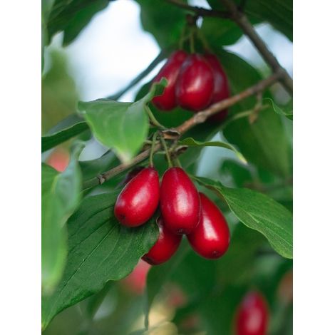 Cornouiller mâle 'Nikolka' Pot de 4L/5L (1/2)