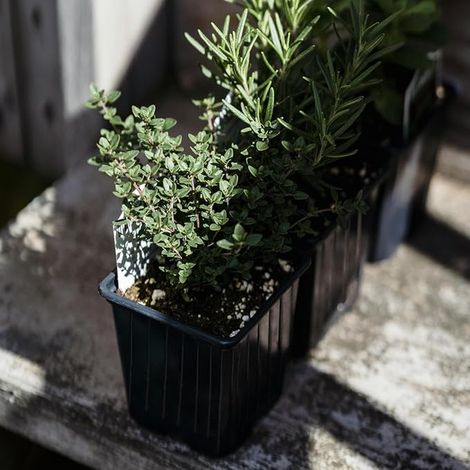 Plant Pots Pots Flower Pots Plant (1/4)
