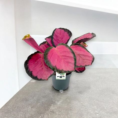 Gardenaria Calathea roseopicta 'Crimson' - Pianta da interno ornamentale - Altezza: 45 cm (vaso 14) (1/5)