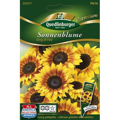 Quedlinburger Saatgut – Tournesol « Ring of Fire » – Graines de fleurs, jaune doré à anneau rouge-brun, 110 cm