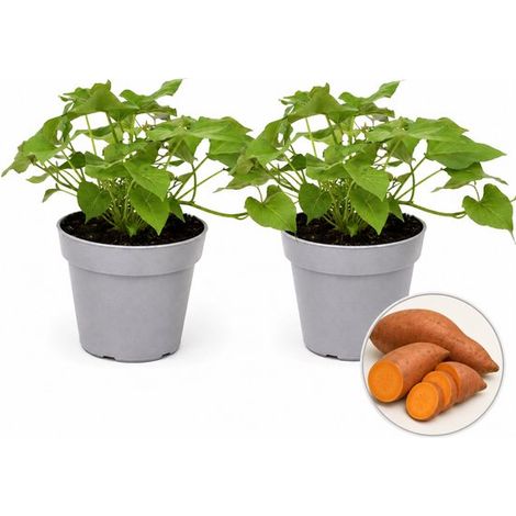 Patate douce (Ipomoea batatas) – 2 plants – Plante potagère comestible – Balcon et serre (1/3)