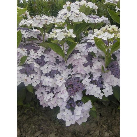 Hortensia 'Cloudi' Pot de 3L/4L (1/2)