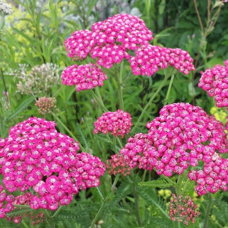 4 x Achillée  - Achillea millefolium 'Cerise Queen'  - godet 9x9