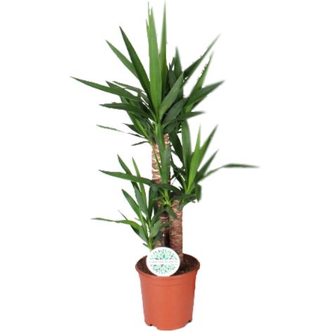 Yucca - Plante d'Intérieur Décorative - Entretien Facile - Pot Ø 21 cm - Hauteur 90 cm - PANGIVO (1/4)