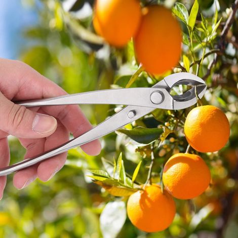 Ciseaux de jardin multifonctionnels en acier inoxydable pour la taille des branches et l'élagage des bonsaïs (1/5)