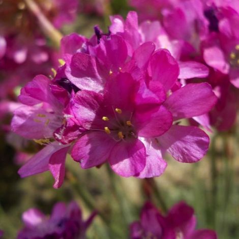 3 Gazons d'Espagne (Armeria maritima) (1/4)