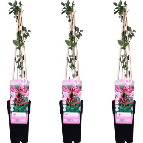 Chèvrefeuille des bois 'Serotina' Lot de 3 Plantes Grimpantes Parfumées Hauteur 65 cm Pot Ø 15 cm - PANGIVO (1/2)
