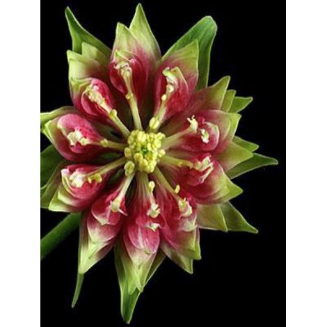 Ancolie des jardins 'Nora Barlow' le sachet de 50 graines (0,12g) (1/2)