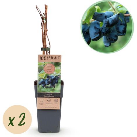 Lonicera caerulea Kamchatika Baie de miel Plante fruitière rustique Fruits bleus Lot de 2 Pot 15cm - PANGIVO (1/5)