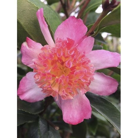 Camélia d'automne 'Choji Guruma' Pot de 4L/5L (1/4)